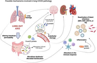 Pathophysiological, immunological, and inflammatory features of long COVID